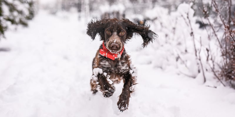A brown Cocker Spaniel wearing a red collar in the snow.