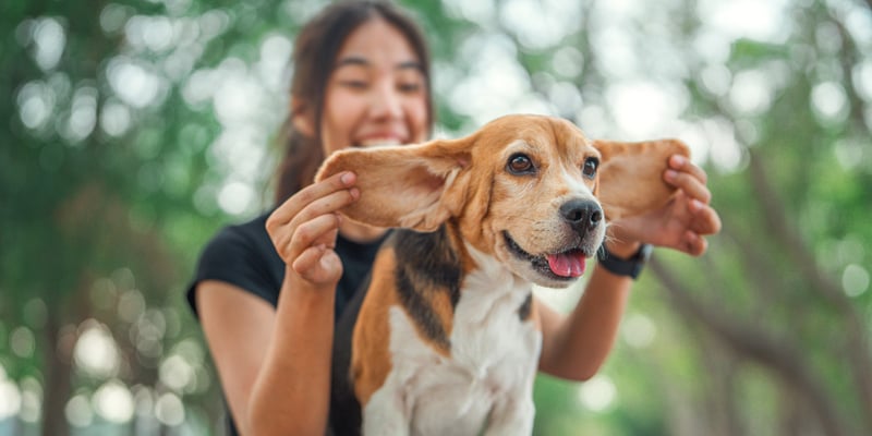 A smiling woman holding her beagle's ears.