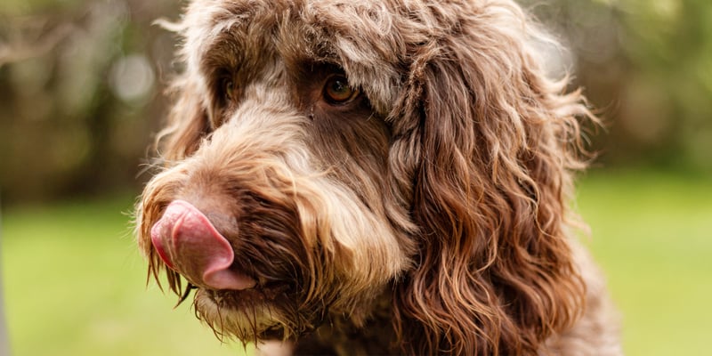 A close up of a brown Labradoodle