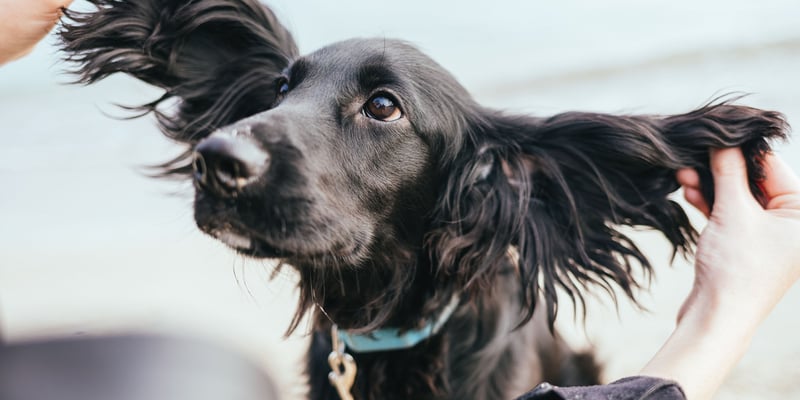 A black Cocker Spaniel with this outstretched.