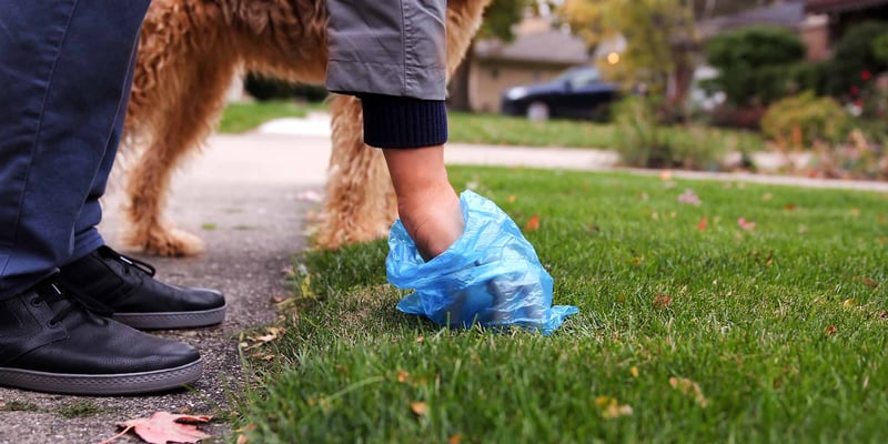 Owner picking up dog's waste