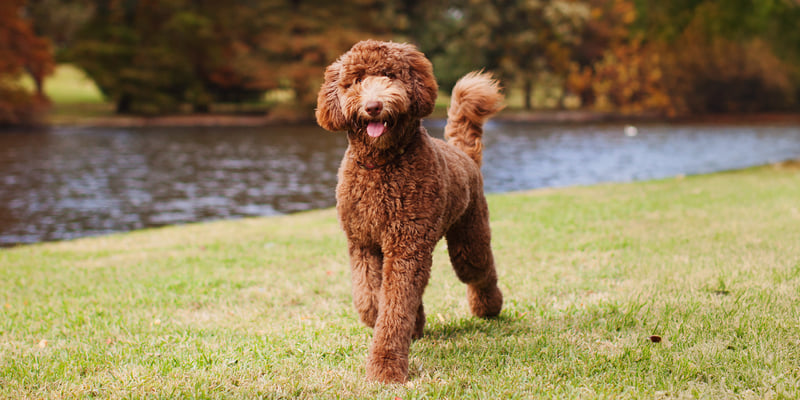 Brown labradoodle walking on grass along river