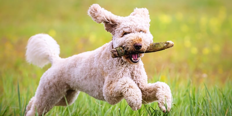 A labradoodle running with a stick in his mouth.