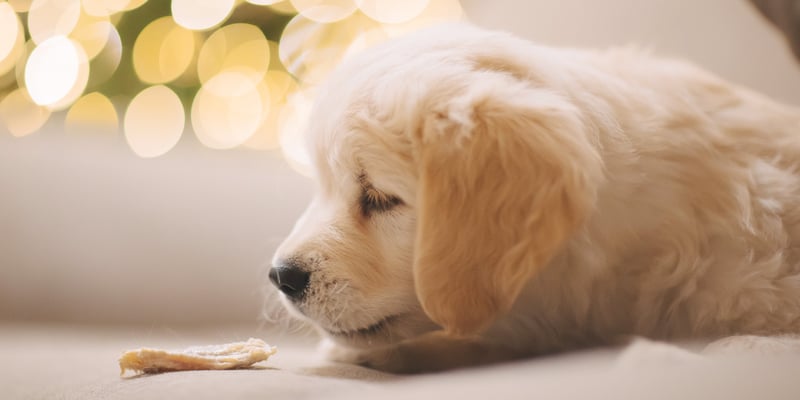 A puppy golden retriever laying down and sniffing a drink.