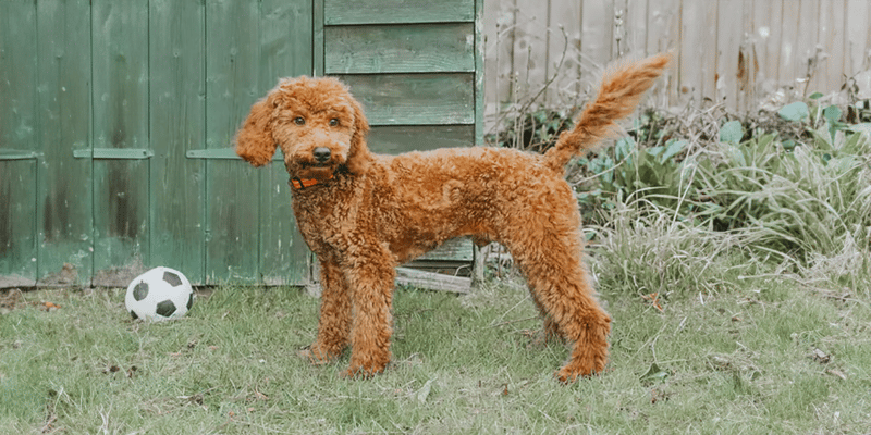 a cockapoo with a puppy cut haircut