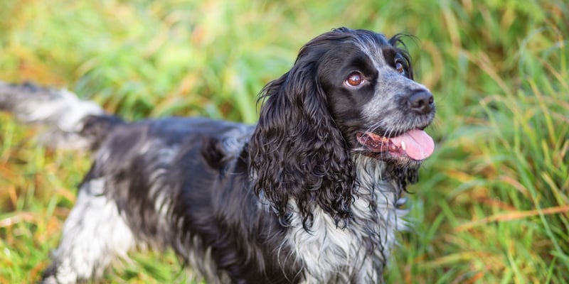 A black and white spaniel with his tongue out in grass.
