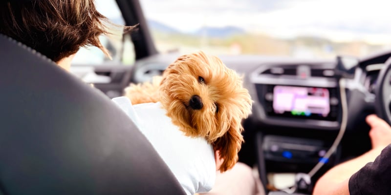 A brown coloured Cavapoo sitting in a car.