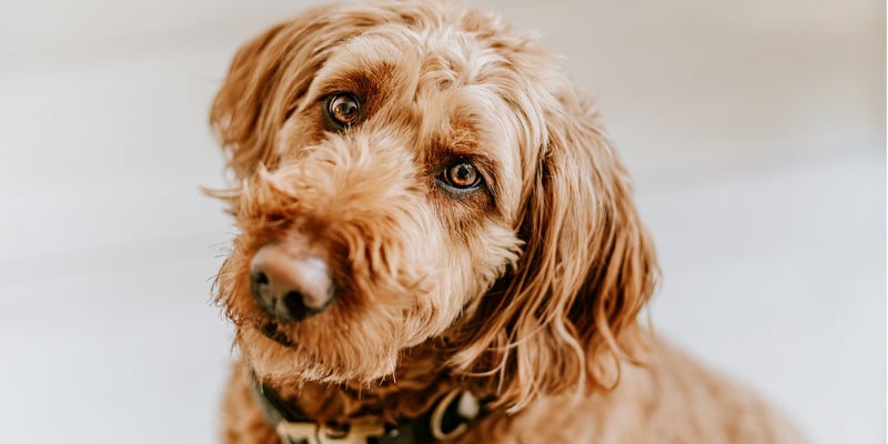 Close up of Goldendoodle