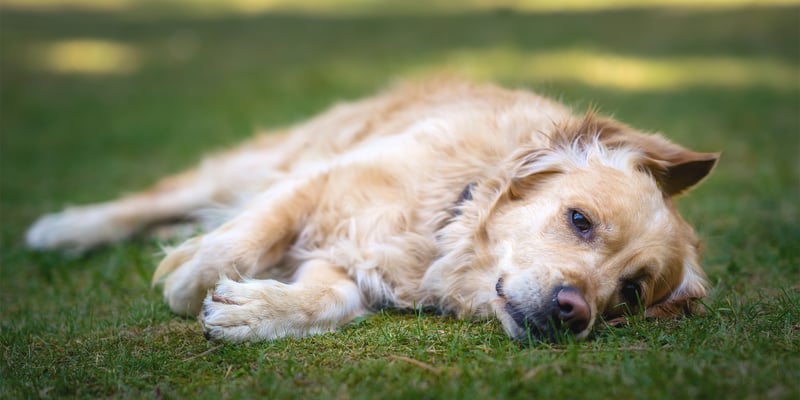 A golden retriever laying down on grass.