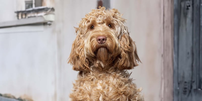 Cafe au lait cockapoo 2025