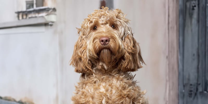 cream cockapoo