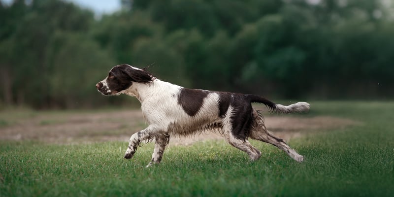A springer spaniel running outdoors.