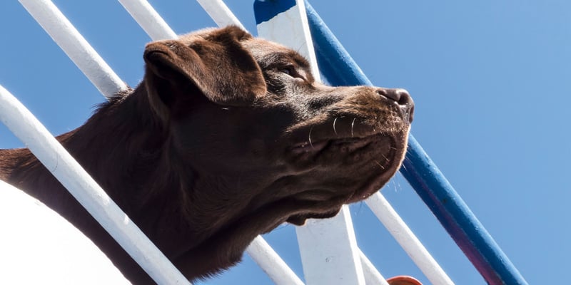 A chocolate labrador sticking his head out.