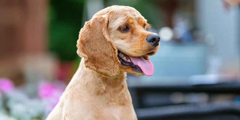 golden cocker spaniel with short hair cut and tongue out