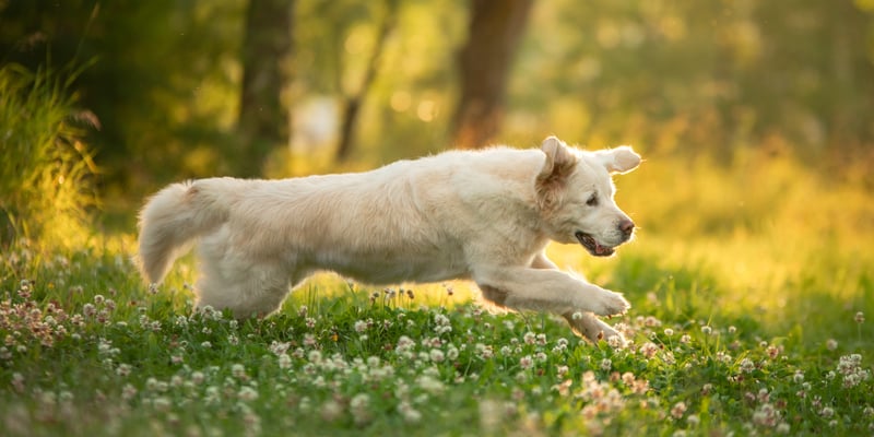 A golden retriever bounding through a floral meadow.