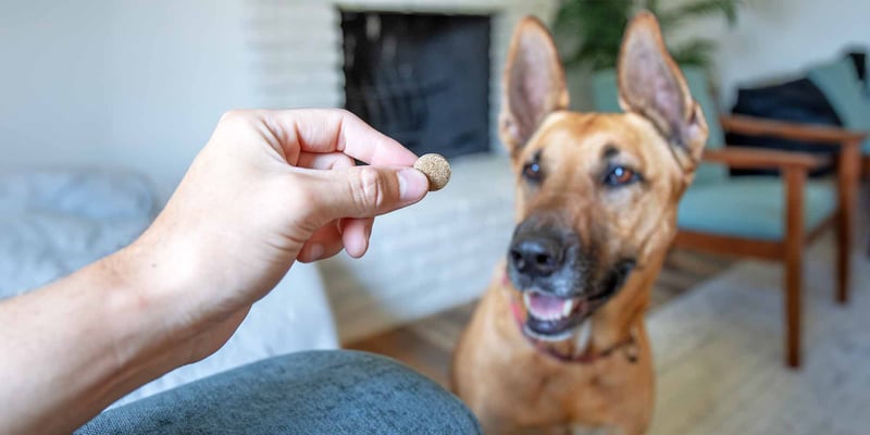 A Complete Guide To Travel Sickness Tablets For Dogs a-complete-guide-to-travel-sickness-tablets-for-dogs