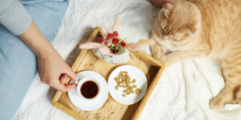 Ginger cat lying on bed with breakfast in the middle