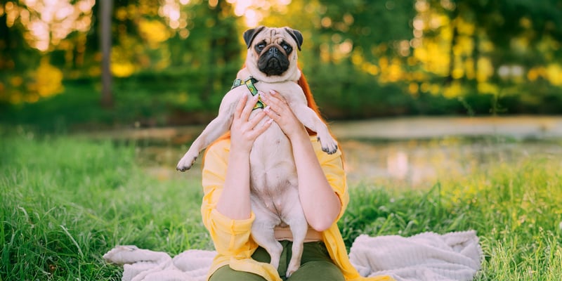 pug being held under the arms by owner sitting in park by a pond