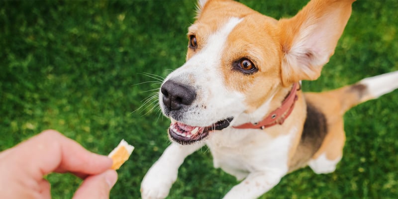 A beagle reaching up to take a treat from its owners hand.