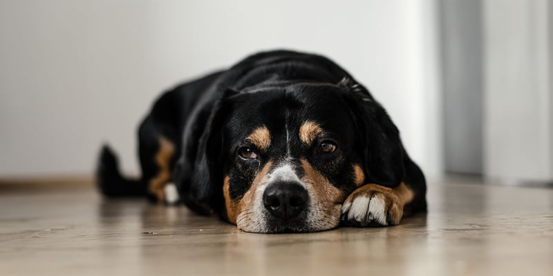 A dog looking sad, suffering from separation anxiety 