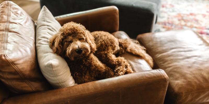 A Cockapoo sitting on a brown leather reclining chair.