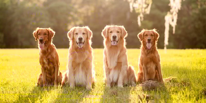 4 goldens sitting together on grass.