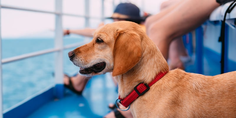A dog looking out on a ship.