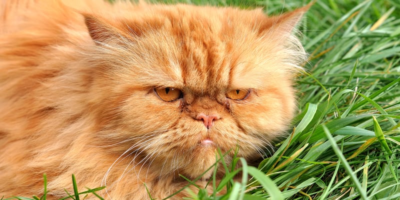 a grumpy ginger cat laying in grass