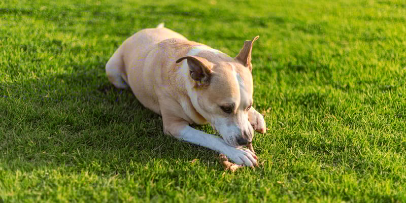 A dog laying on grass eating a chew.