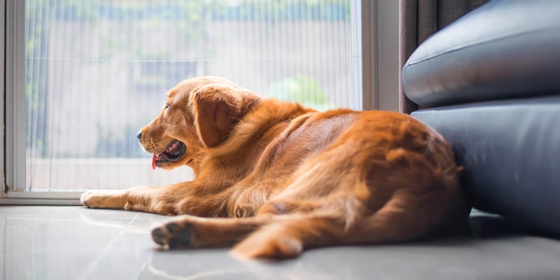 A labrador laying down by a couch.