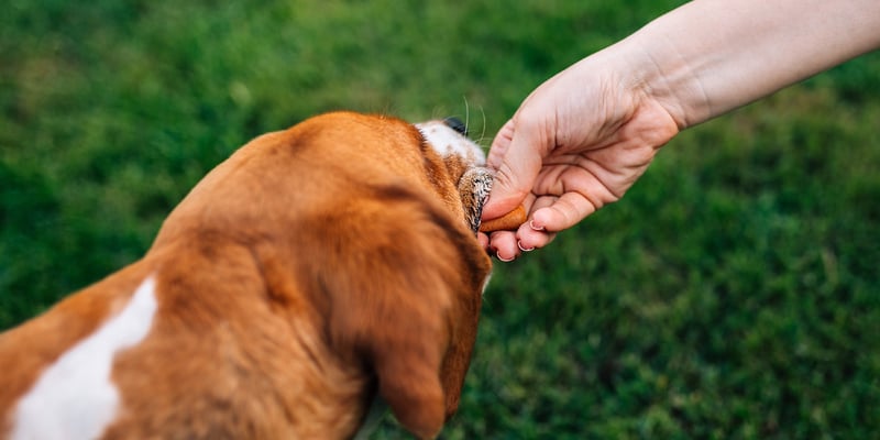 A close up of a beagle taking a treat from its owners hand.