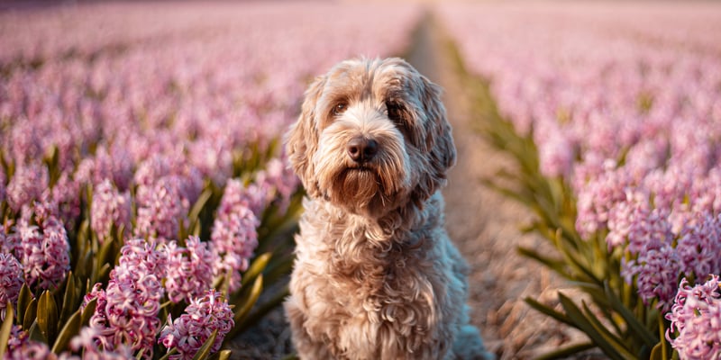 Labradoodle in field of flowers