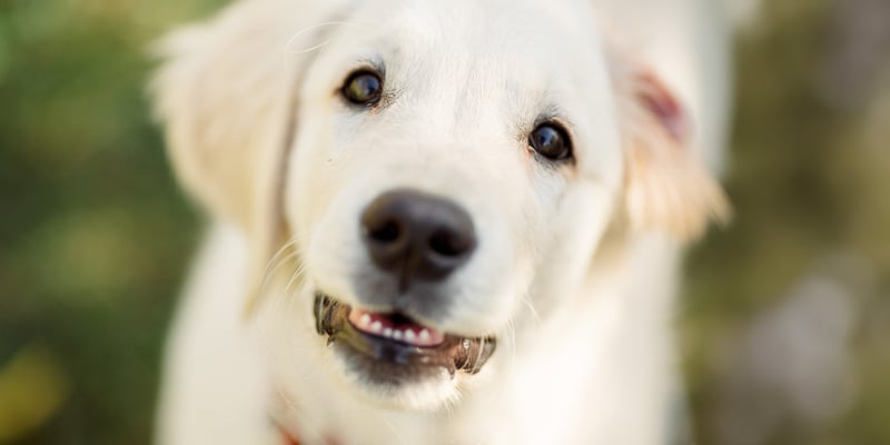 A close up image of a golden retriever puppy.