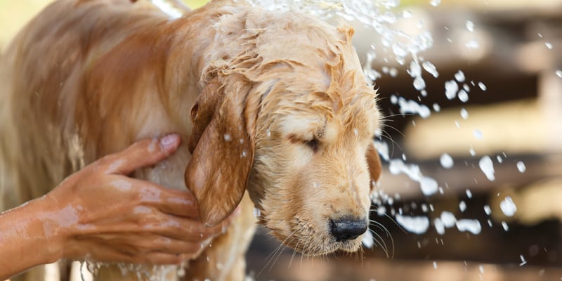 A golden shaking in a bath.