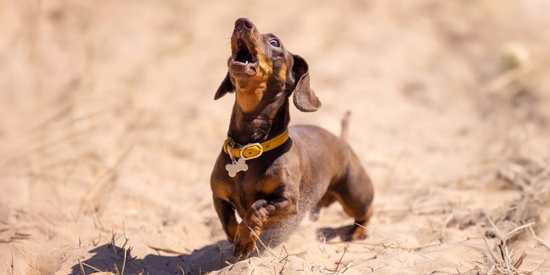 A Miniature Dachshund playing on sand