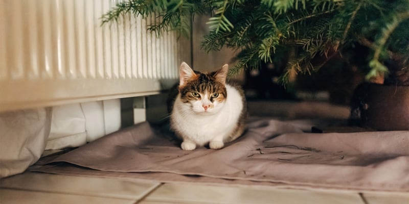 An adult cat sitting under a Christmas tree indoors.