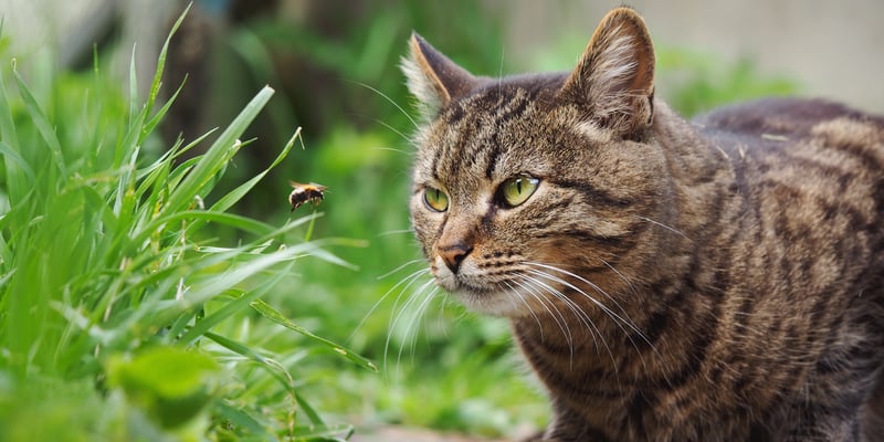 A cat staring at a bee.