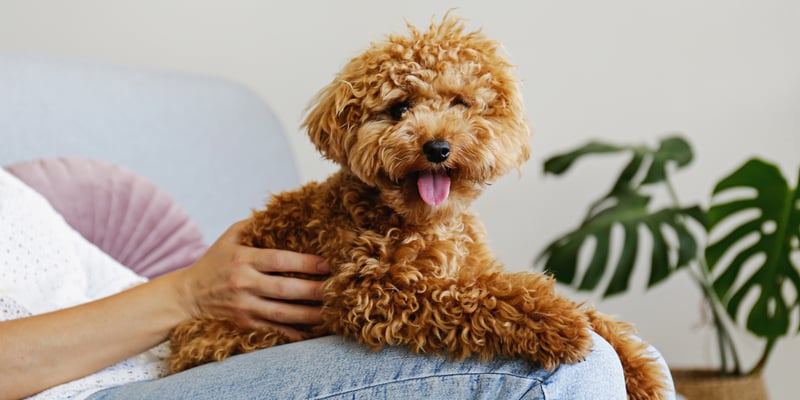 A Maltipoo dog sitting on someone's lap.