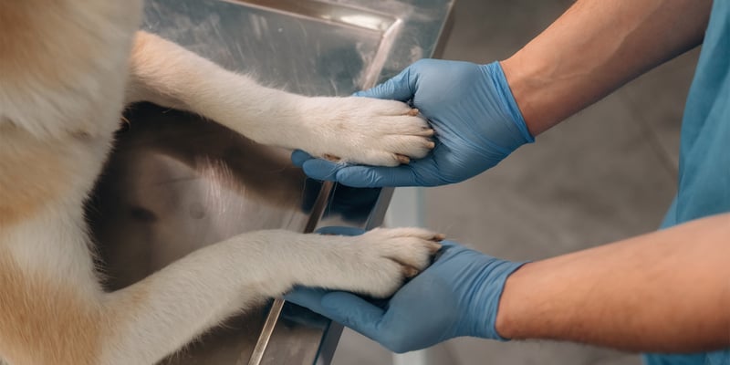 A vet holding a dog's paws.