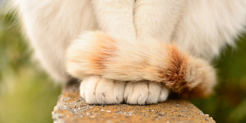 cat tail wrapped around their paws