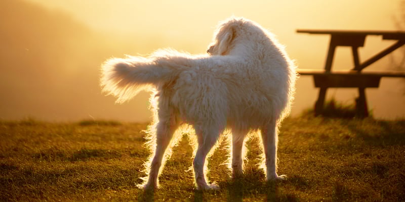 A labradoodle standing outdoors in golden hour by a picnic bench.