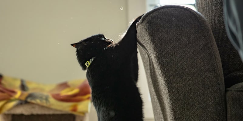 A black cat hanging on to a couch.