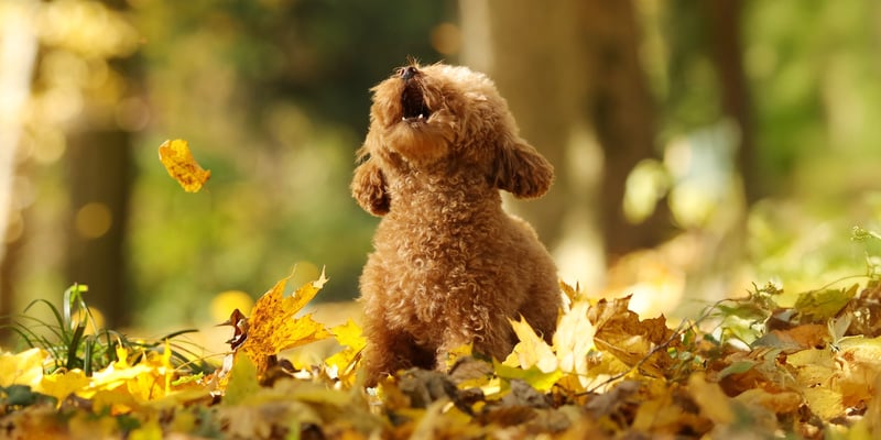 A maltipoo barking very loudly outdoors.