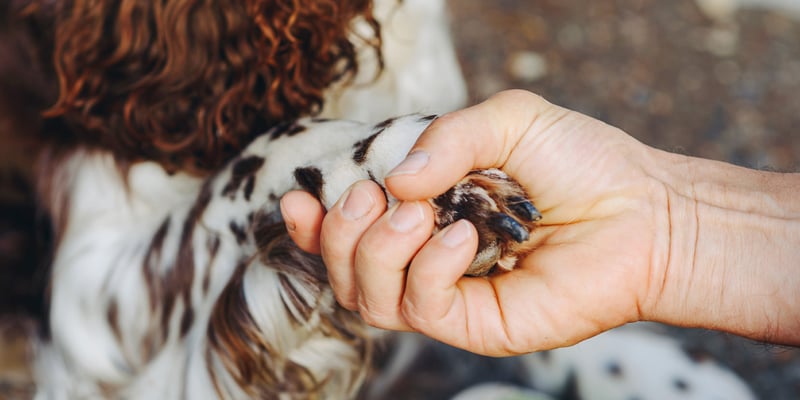 Springer Spaniel paw being held by owner's hand