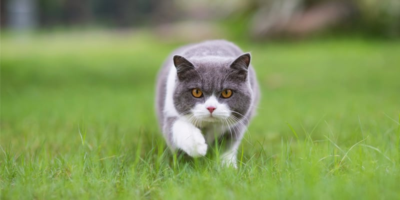 A grey and white british shorthair cat stalks across grass towards the camera