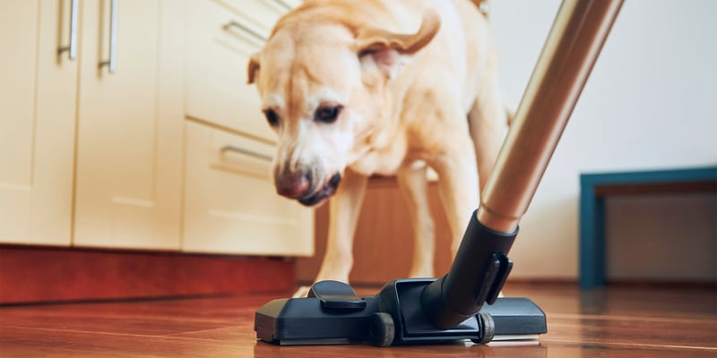 Labrador following owner vacuuming