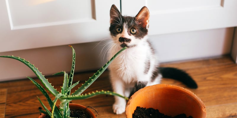grey and white kitten sitting behind a plant pot and aloe vera plant