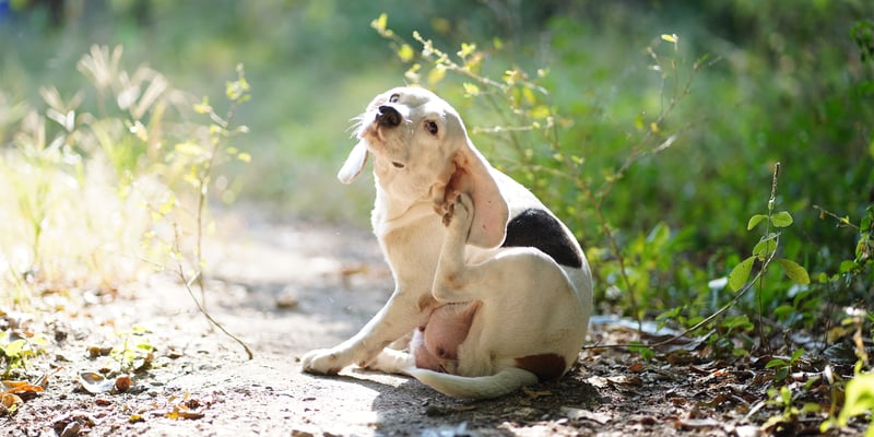 white and black dog sitting outside scratching it's ear