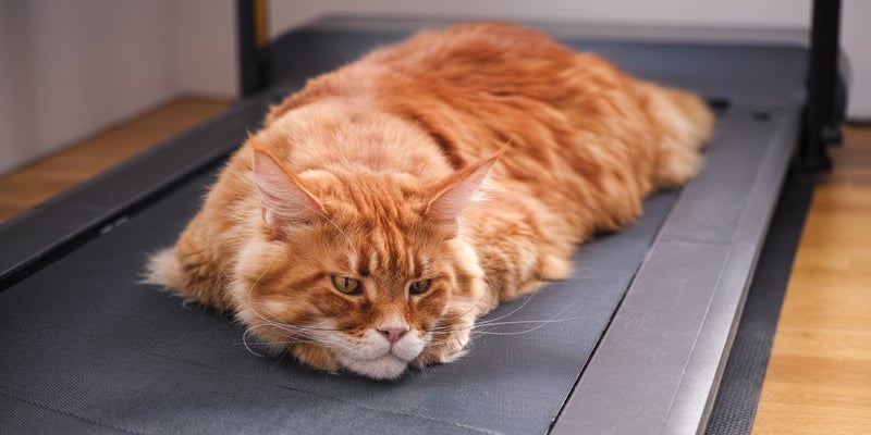 ginger cat laying on treadmill