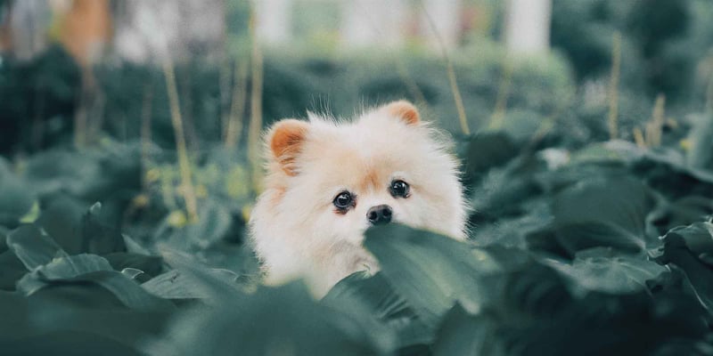 Puppy in bushes